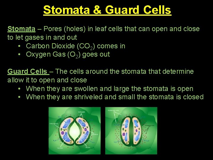 Stomata & Guard Cells Stomata – Pores (holes) in leaf cells that can open