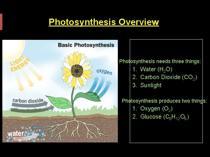 Photosynthesis Overview Photosynthesis needs three things: 1. Water (H 2 O) 2. Carbon Dioxide