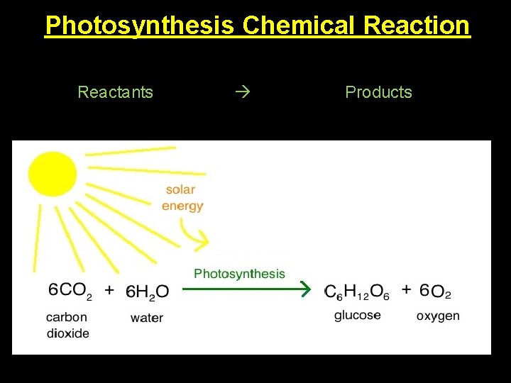 Photosynthesis Chemical Reaction Reactants Products 