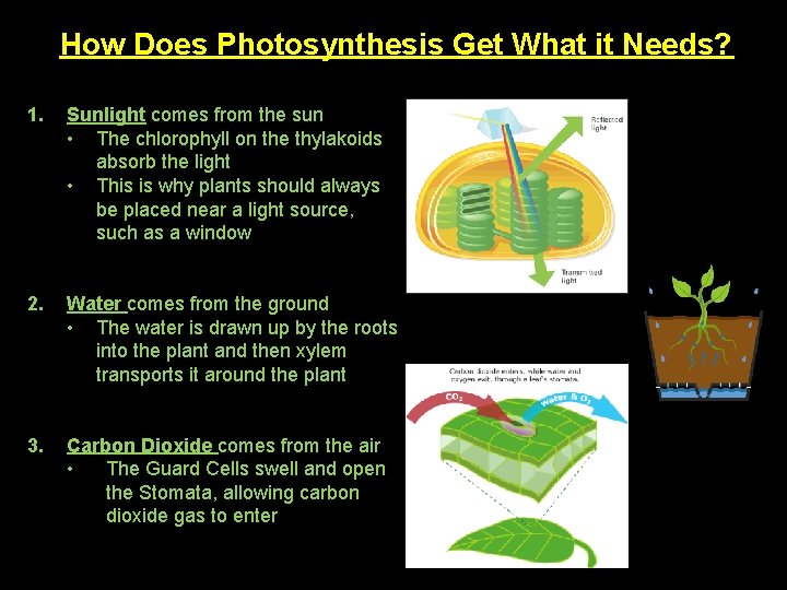 How Does Photosynthesis Get What it Needs? 1. Sunlight comes from the sun •