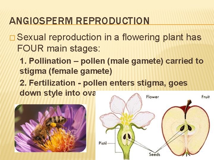 ANGIOSPERM REPRODUCTION � Sexual reproduction in a flowering plant has FOUR main stages: 1. ANGIOSPERM REPRODUCTION � Sexual reproduction in a flowering plant has FOUR main stages: 1.