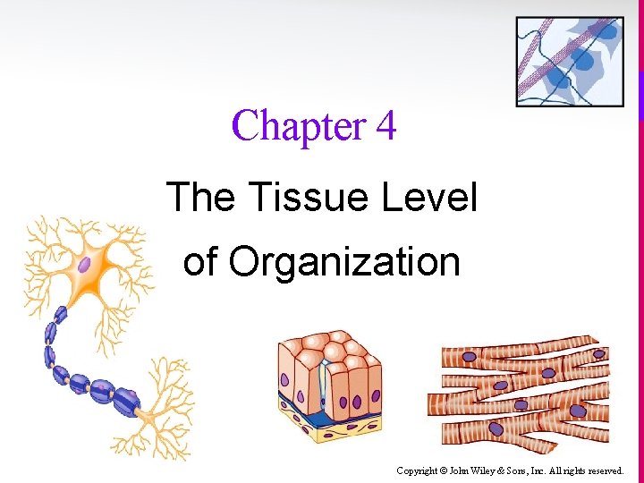 Chapter 4 The Tissue Level of Organization Copyright © John Wiley & Sons, Inc.