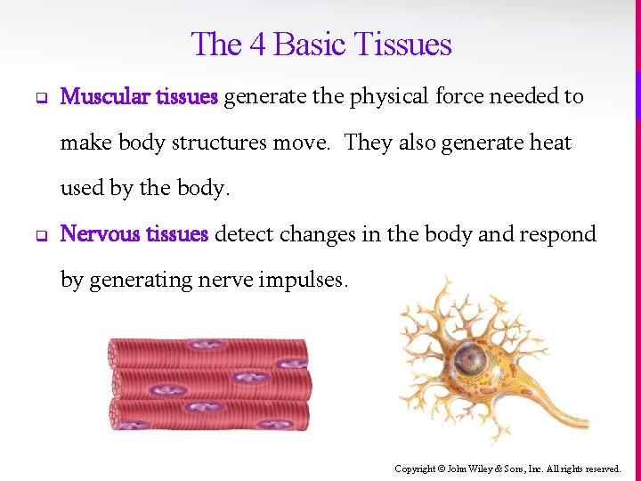 The 4 Basic Tissues q Muscular tissues generate the physical force needed to make