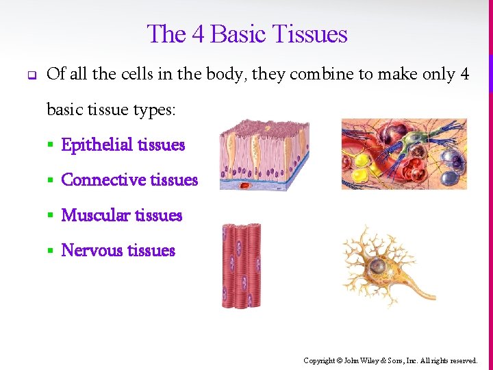 The 4 Basic Tissues q Of all the cells in the body, they combine