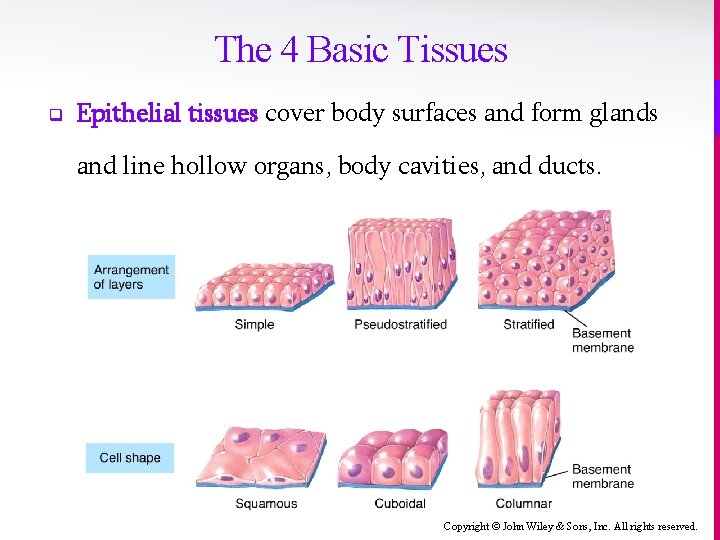 The 4 Basic Tissues q Epithelial tissues cover body surfaces and form glands and