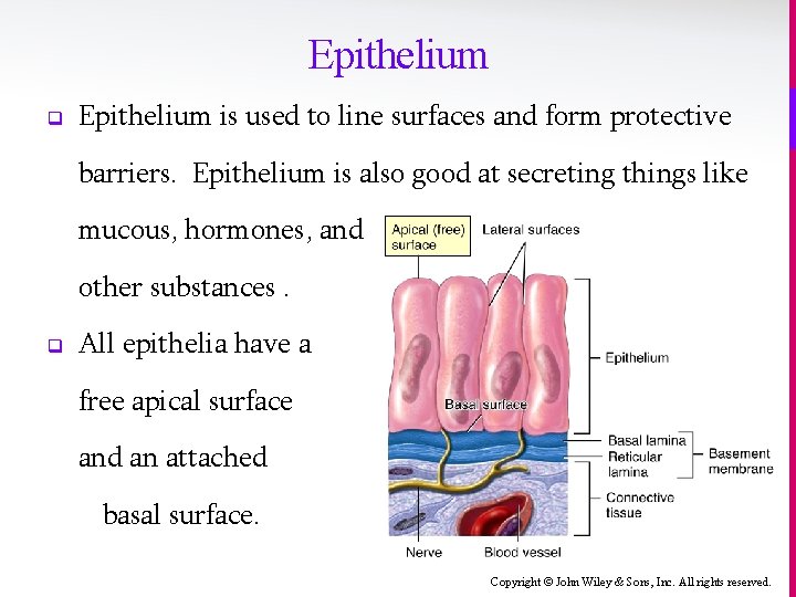 Epithelium q Epithelium is used to line surfaces and form protective barriers. Epithelium is