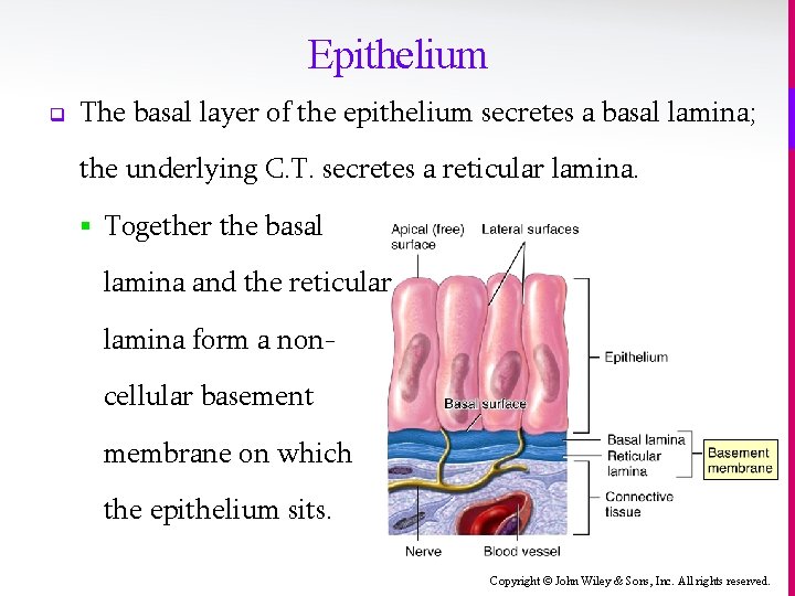 Epithelium q The basal layer of the epithelium secretes a basal lamina; the underlying