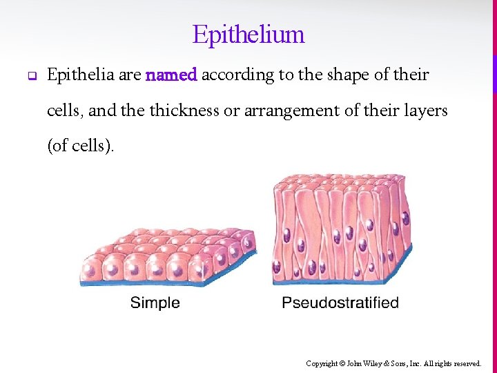 Epithelium q Epithelia are named according to the shape of their cells, and the