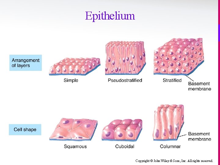 Epithelium Copyright © John Wiley & Sons, Inc. All rights reserved. 