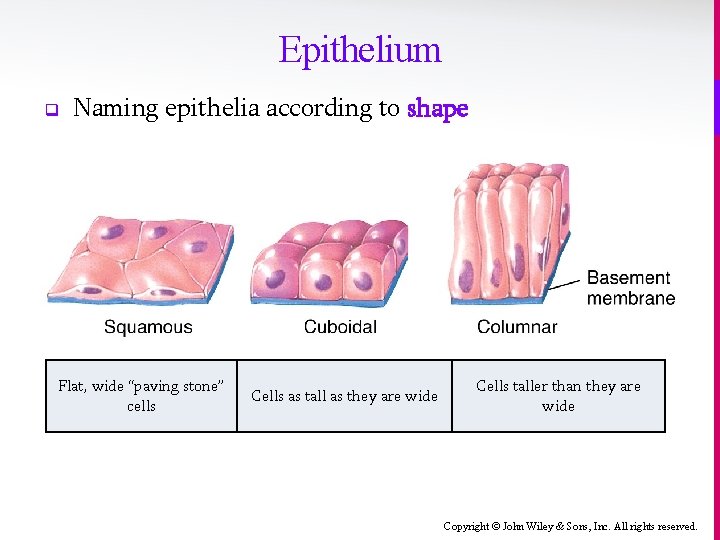 Epithelium q Naming epithelia according to shape Flat, wide “paving stone” cells Cells as
