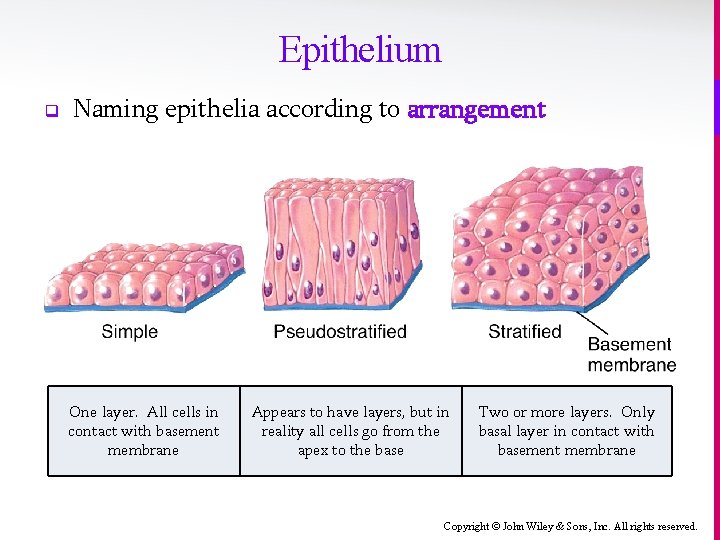 Epithelium q Naming epithelia according to arrangement One layer. All cells in contact with