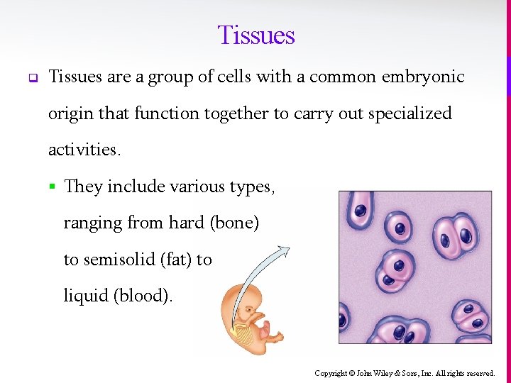 Tissues q Tissues are a group of cells with a common embryonic origin that