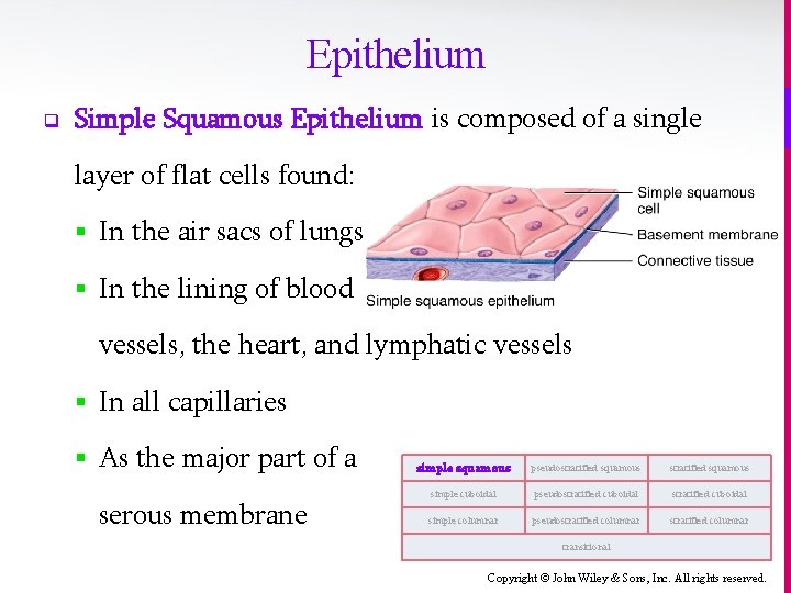 Epithelium q Simple Squamous Epithelium is composed of a single layer of flat cells