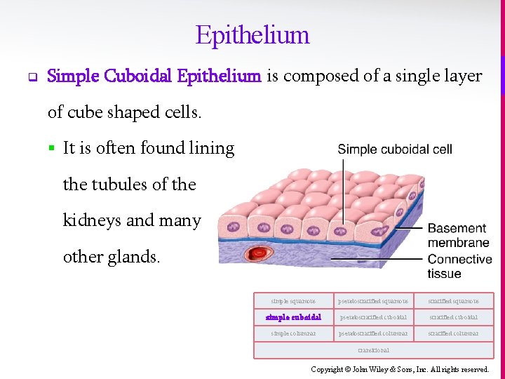 Epithelium q Simple Cuboidal Epithelium is composed of a single layer of cube shaped