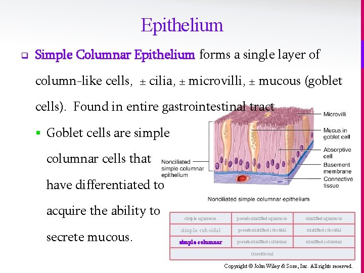 Epithelium q Simple Columnar Epithelium forms a single layer of column-like cells, ± cilia,