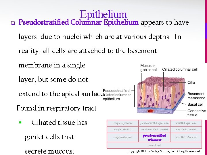q Epithelium Pseudostratified Columnar Epithelium appears to have layers, due to nuclei which are