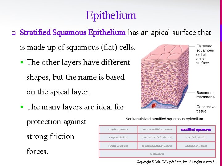 Epithelium q Stratified Squamous Epithelium has an apical surface that is made up of