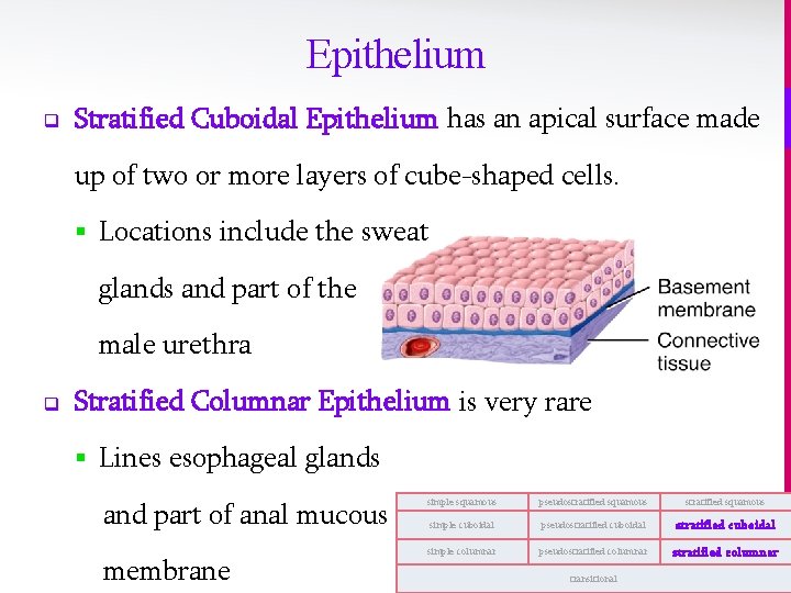 Epithelium q Stratified Cuboidal Epithelium has an apical surface made up of two or