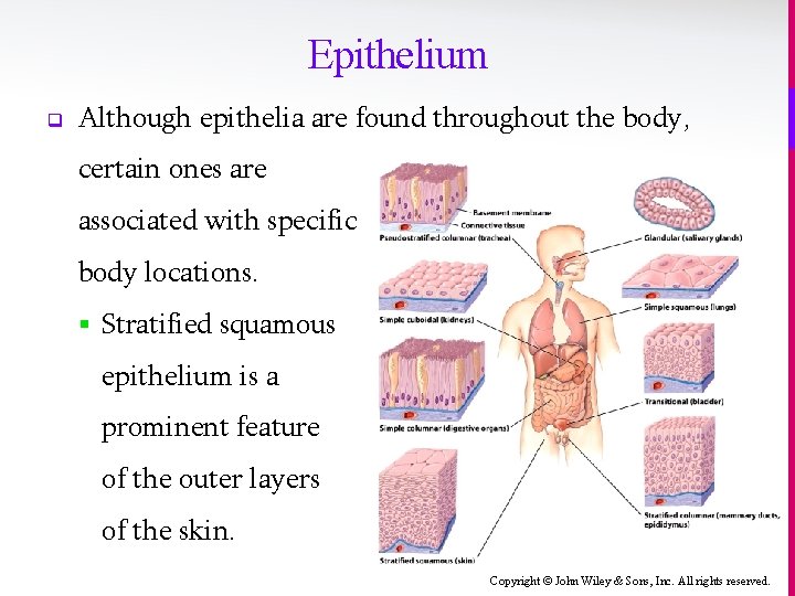 Epithelium q Although epithelia are found throughout the body, certain ones are associated with