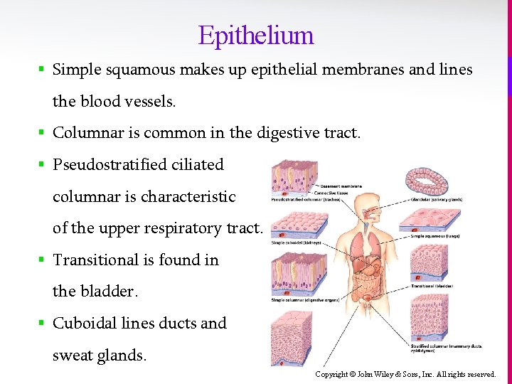 Epithelium § Simple squamous makes up epithelial membranes and lines the blood vessels. §