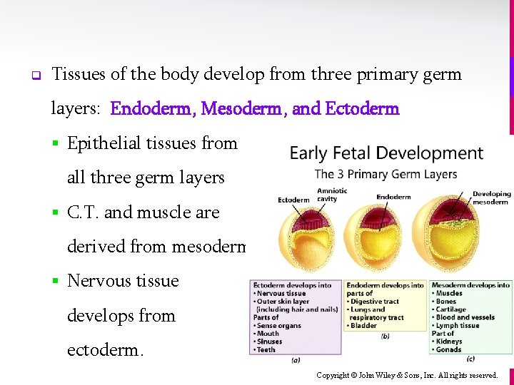 q Tissues of the body develop from three primary germ layers: Endoderm, Mesoderm, and