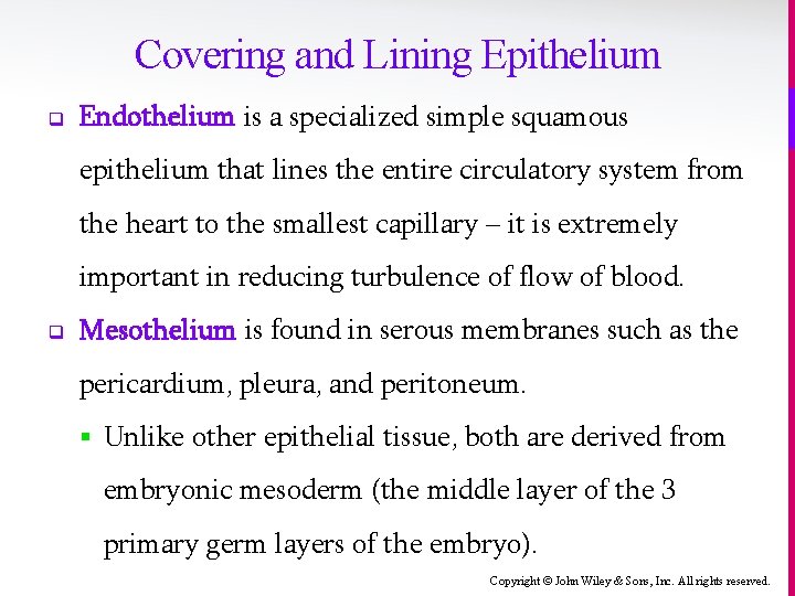 Covering and Lining Epithelium q Endothelium is a specialized simple squamous epithelium that lines