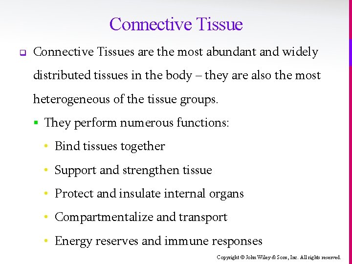 Connective Tissue q Connective Tissues are the most abundant and widely distributed tissues in