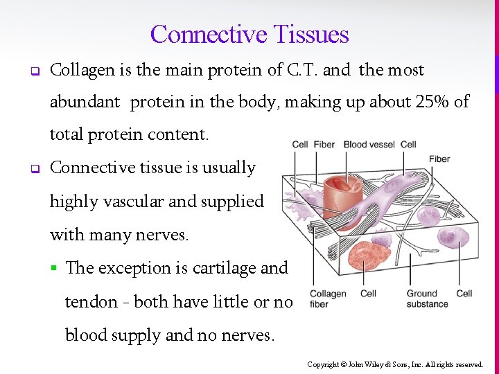 Connective Tissues q Collagen is the main protein of C. T. and the most