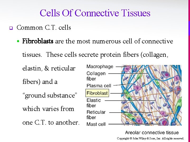 Cells Of Connective Tissues q Common C. T. cells § Fibroblasts are the most