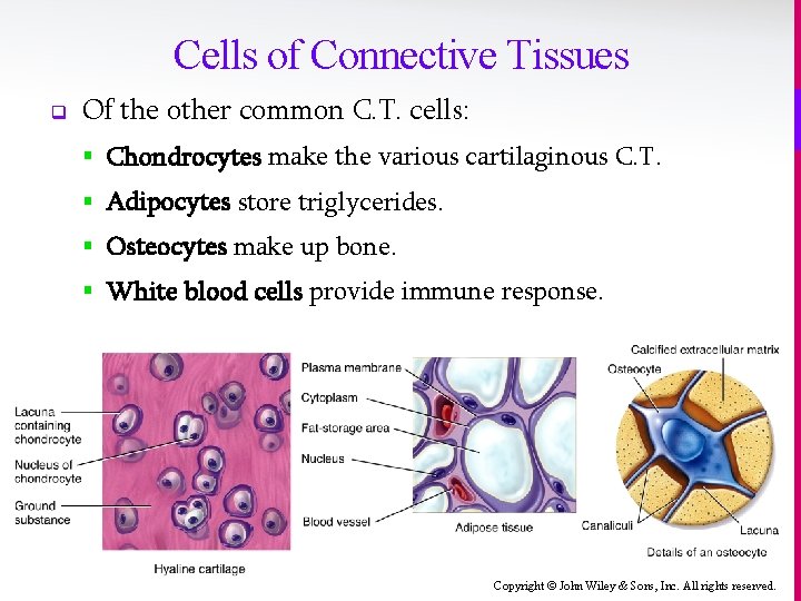 Cells of Connective Tissues q Of the other common C. T. cells: § Chondrocytes