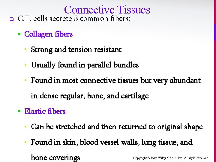 Connective Tissues q C. T. cells secrete 3 common fibers: § Collagen fibers •