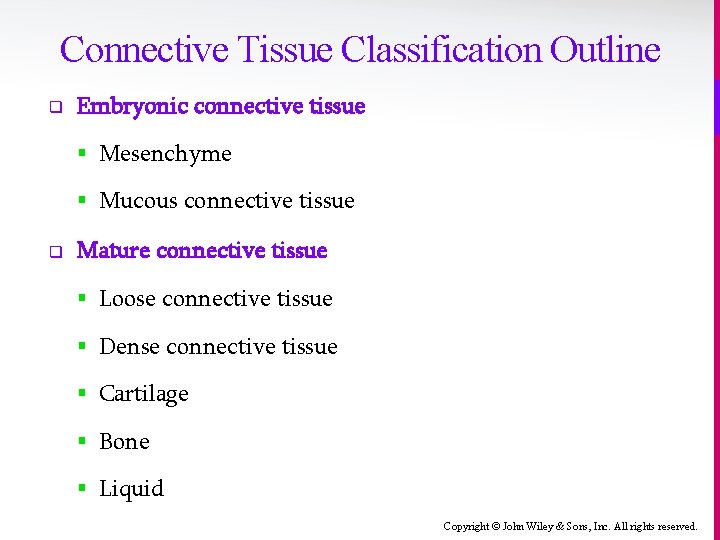 Connective Tissue Classification Outline q Embryonic connective tissue § Mesenchyme § Mucous connective tissue