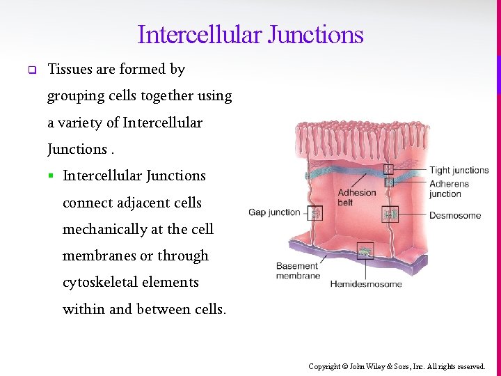 Intercellular Junctions q Tissues are formed by grouping cells together using a variety of