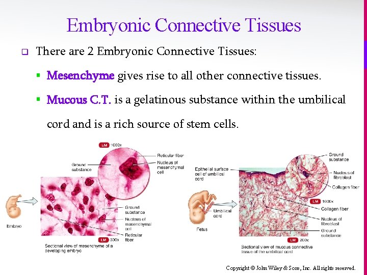 Embryonic Connective Tissues q There are 2 Embryonic Connective Tissues: § Mesenchyme gives rise