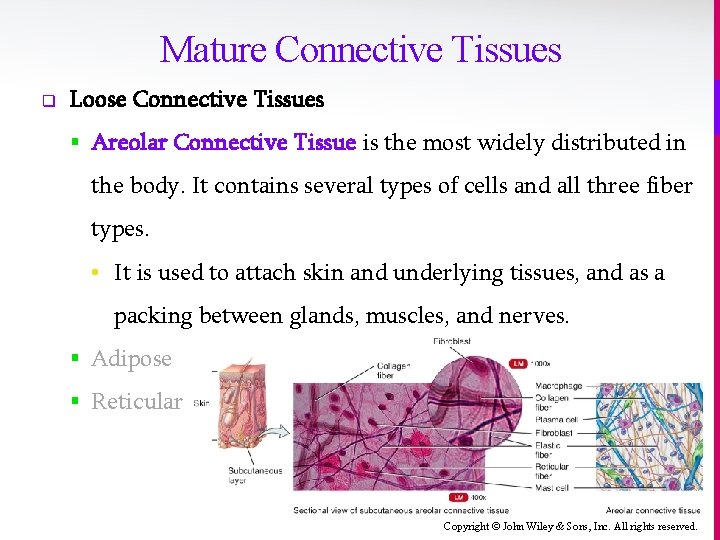 Mature Connective Tissues q Loose Connective Tissues § Areolar Connective Tissue is the most