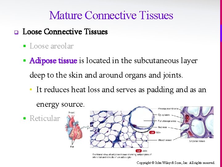 Mature Connective Tissues q Loose Connective Tissues § Loose areolar § Adipose tissue is
