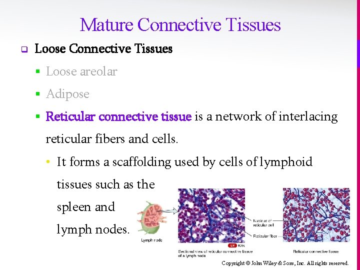 Mature Connective Tissues q Loose Connective Tissues § Loose areolar § Adipose § Reticular