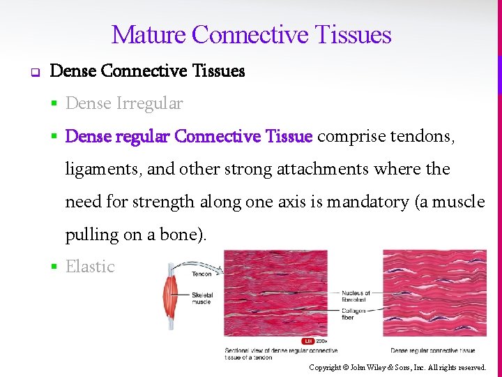 Mature Connective Tissues q Dense Connective Tissues § Dense Irregular § Dense regular Connective