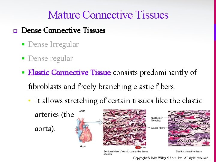 Mature Connective Tissues q Dense Connective Tissues § Dense Irregular § Dense regular §