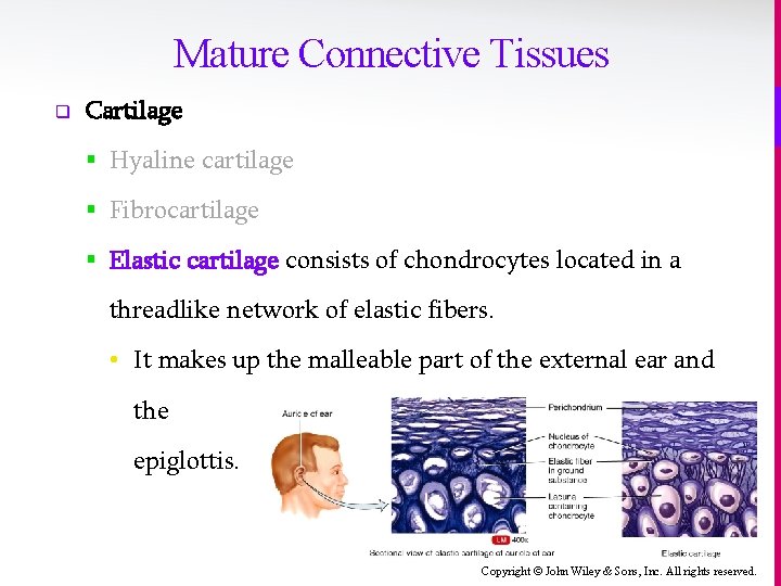 Mature Connective Tissues q Cartilage § Hyaline cartilage § Fibrocartilage § Elastic cartilage consists