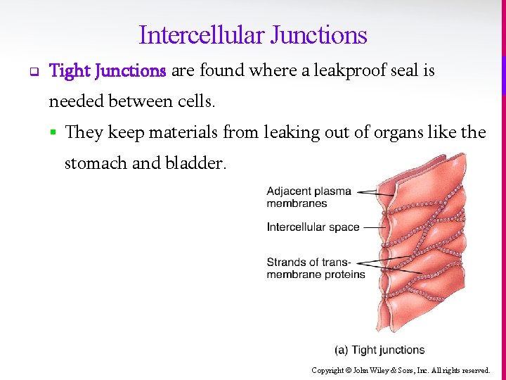 Intercellular Junctions q Tight Junctions are found where a leakproof seal is needed between