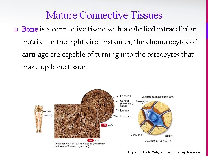 Mature Connective Tissues q Bone is a connective tissue with a calcified intracellular matrix.