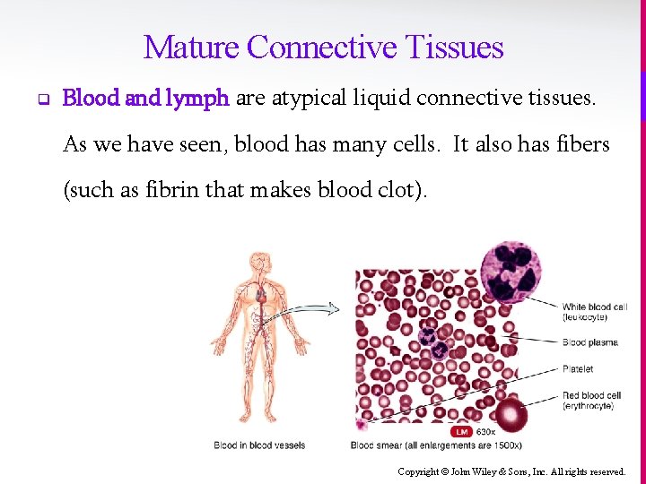 Mature Connective Tissues q Blood and lymph are atypical liquid connective tissues. As we