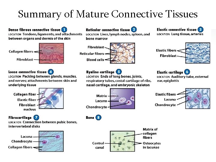 Summary of Mature Connective Tissues 