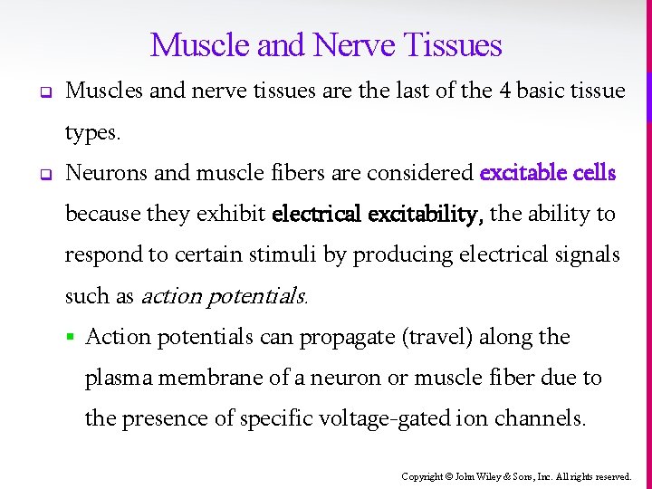 Muscle and Nerve Tissues q Muscles and nerve tissues are the last of the