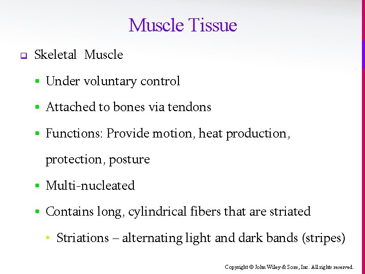 Muscle Tissue q Skeletal Muscle § Under voluntary control § Attached to bones via