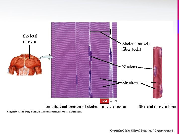 Skeletal muscle fiber (cell) Nucleus Striations LM 400 x Longitudinal section of skeletal muscle