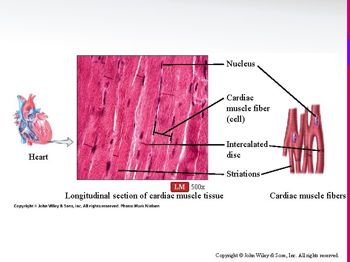 Nucleus Cardiac muscle fiber (cell) Intercalated disc Heart Striations LM 500 x Longitudinal section