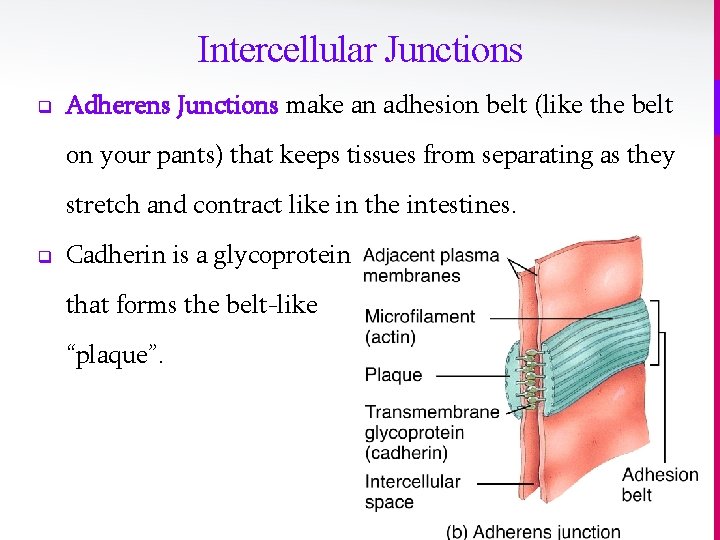 Intercellular Junctions q Adherens Junctions make an adhesion belt (like the belt on your