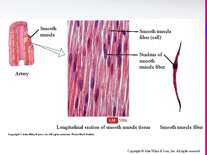 Smooth muscle fiber (cell) Nucleus of smooth muscle fiber Artery LM 500 x Longitudinal